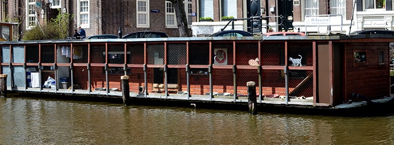 De Poezenboot – schronisko dla kotów na barce w Amsterdamie zaprasza turystów w odwiedziny .get_the_title().