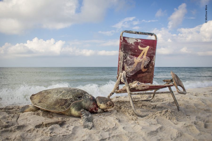 Dzika przyroda na fotografii, czyli Wildlife Photographer of the Year 2019 .get_the_title().